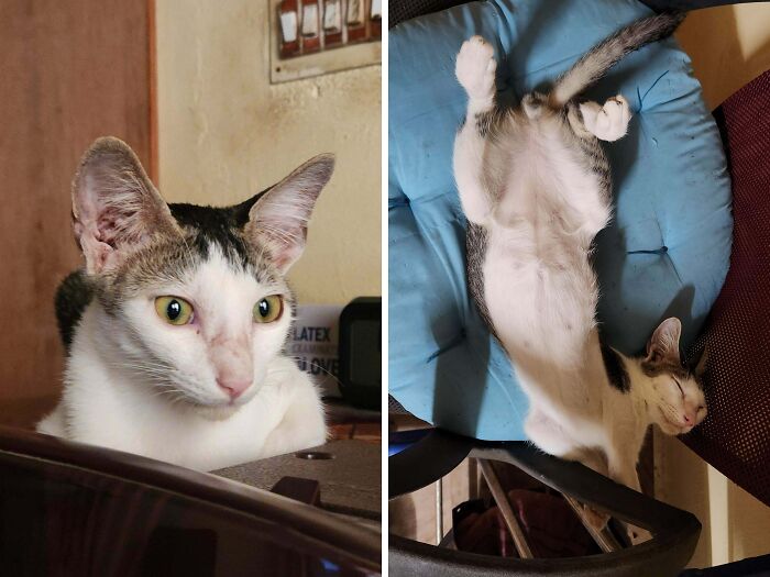Majestic cat and its playful awkward pose on blue cushion showing cat humor