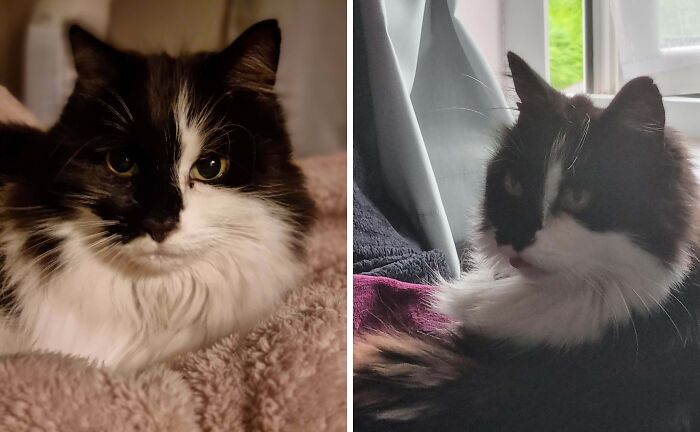 Fluffy black and white cat with regal look contrasts with grumpy side profile