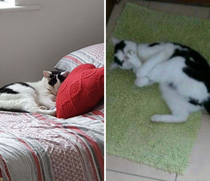 Black and white cat resting elegantly on bed versus funny curled up position on green mat