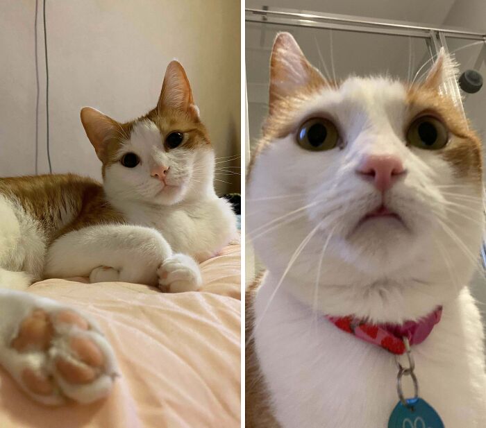 Close-up of calm ginger and white cat next to humorous surprised cat face