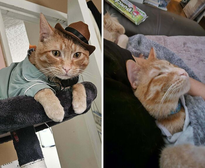 Cat dressed in cowboy hat and outfit versus relaxed cat napping