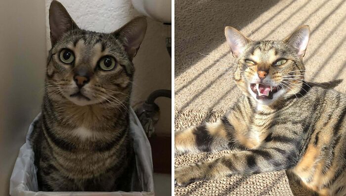 Tabby cat sitting in trash bin majestic and funny yawn in sunlight