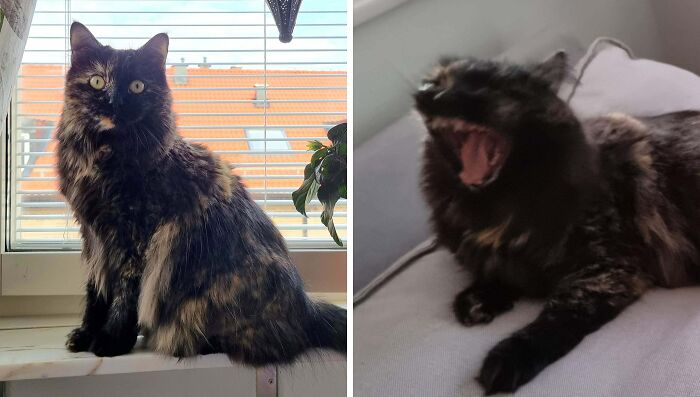 Fluffy tortoiseshell cat sitting by window and yawning black cat on couch