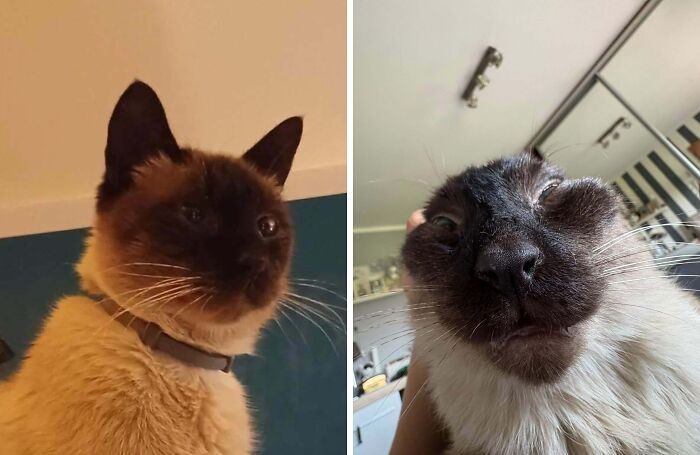 Siamese cat majestic portrait and silly close-up with funny expression