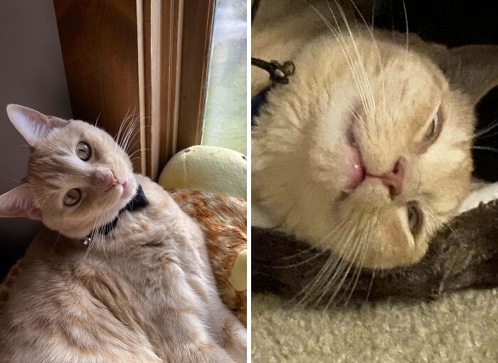 Alert orange tabby cat near window and goofy tabby cat lying on carpet