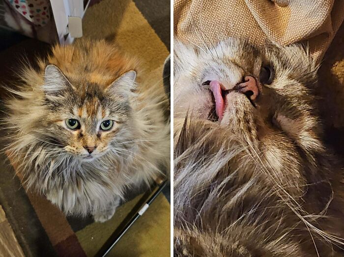 Fluffy majestic cat and silly cat with tongue out on carpet