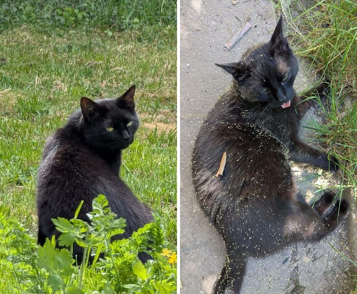 Black cat looking regal outdoors vs. messy and tongue-out black cat covered in grass