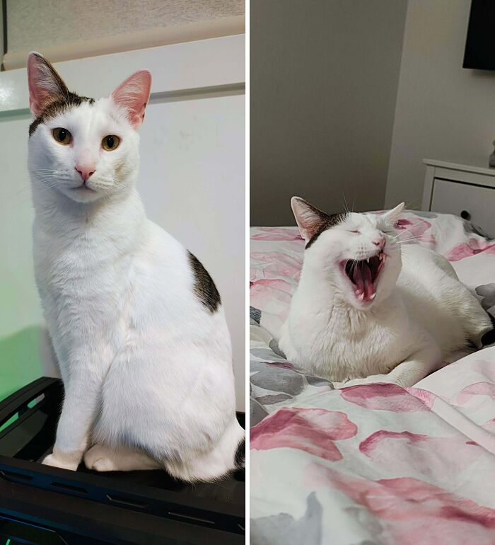 Majestic white cat sitting calmly next to a yawning, less flattering cat photo
