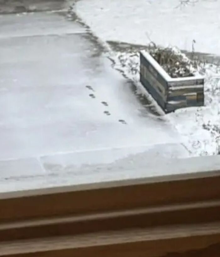 Small animal footprints in snow leading to planter box beside concrete steps