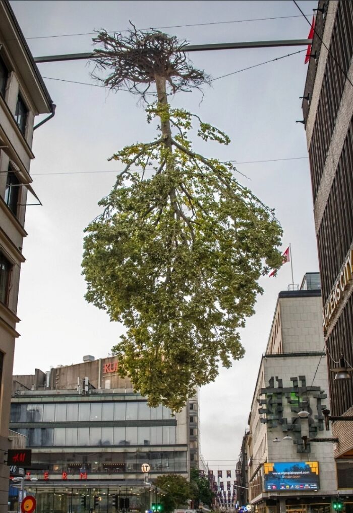 Cursed image of upside-down tree hanging in city street between buildings