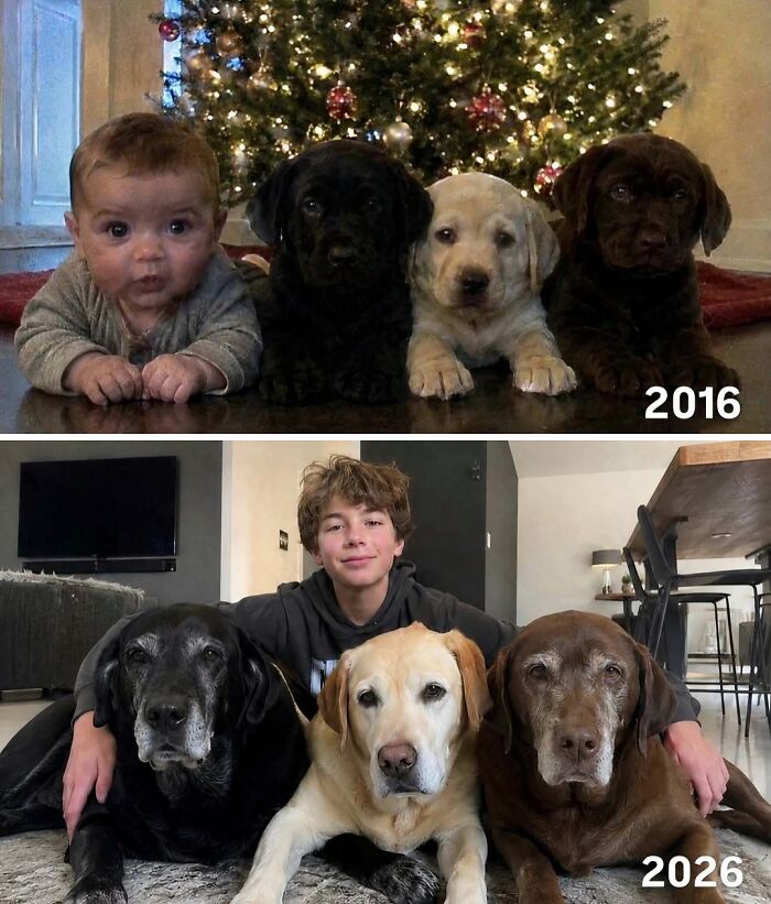 A hilarious pic showing a side-by-side comparison of a boy and three dogs in 2016 and 2026.