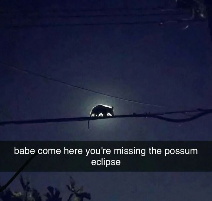 Silhouette of a possum on a wire blocking the moon in amusing posts.