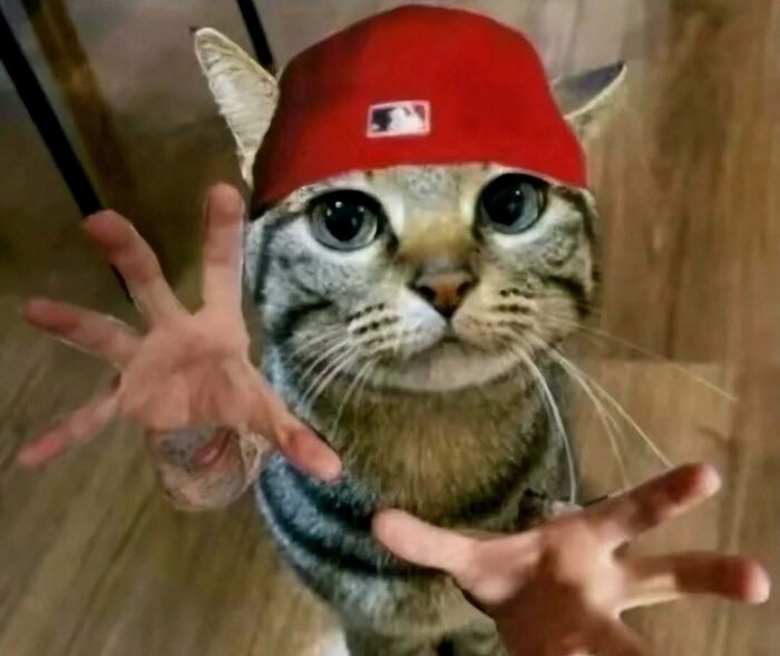 A hilarious pic of a cat wearing a red cap and edited with human hands.