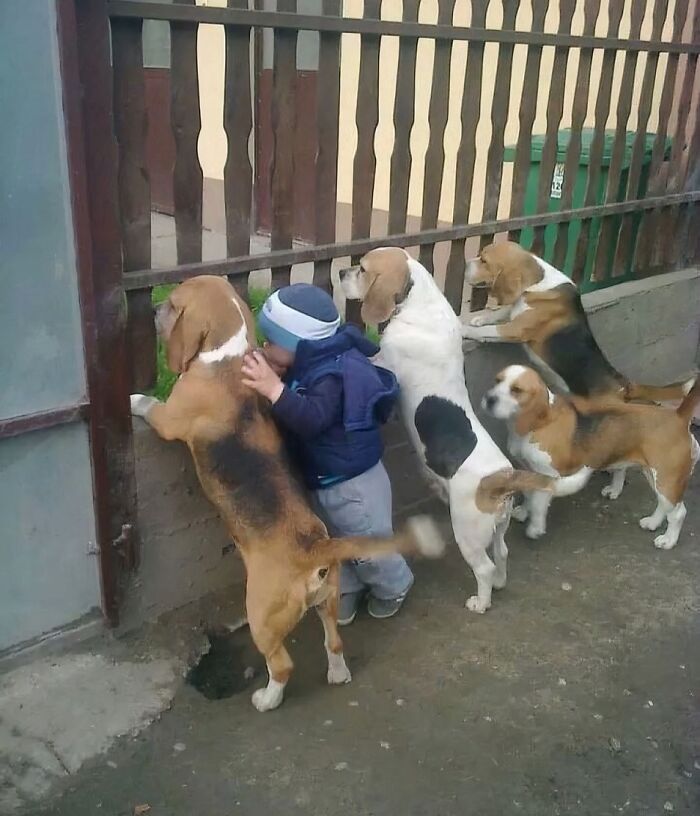 Hilarious pics of a toddler standing among several beagle dogs looking through a wooden fence