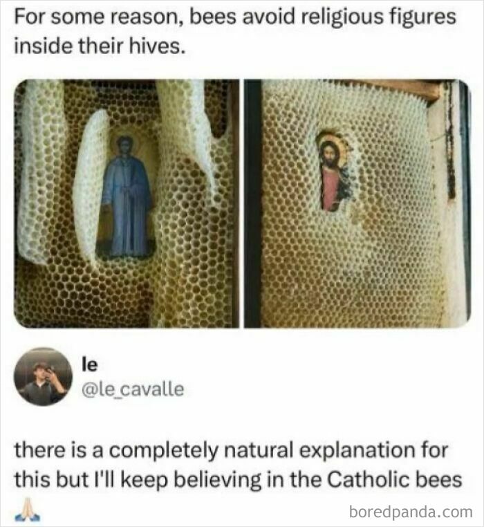 "There Is A Completely Natural Explanation For This But I'll Keep Believing In The Catholic Bees"