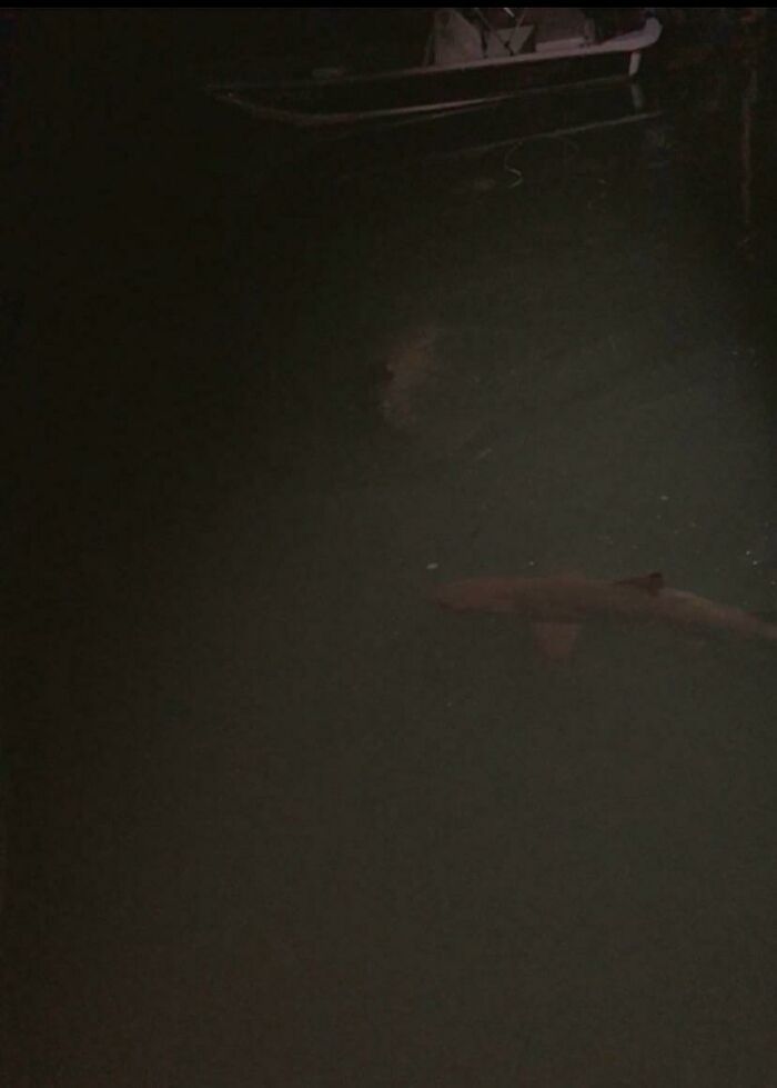 Shark swimming in dark water near boat at night