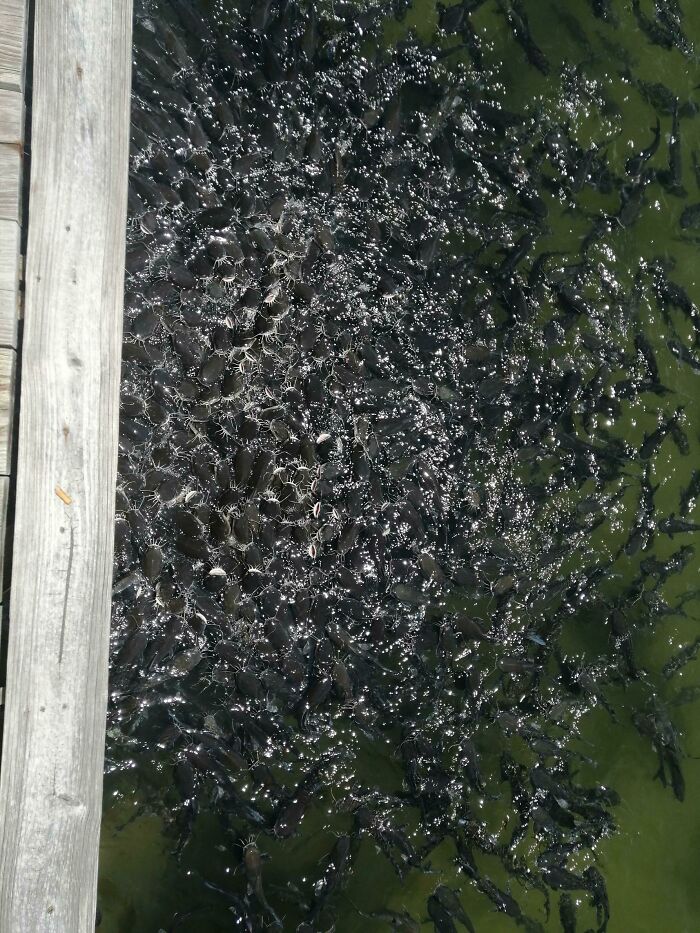 Dark murky water crowded with fish near wooden dock