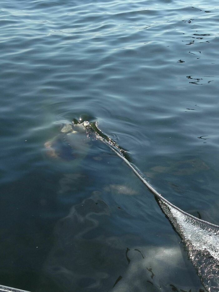 Creepy deep-water rope and net submerged underwater in dark ocean water