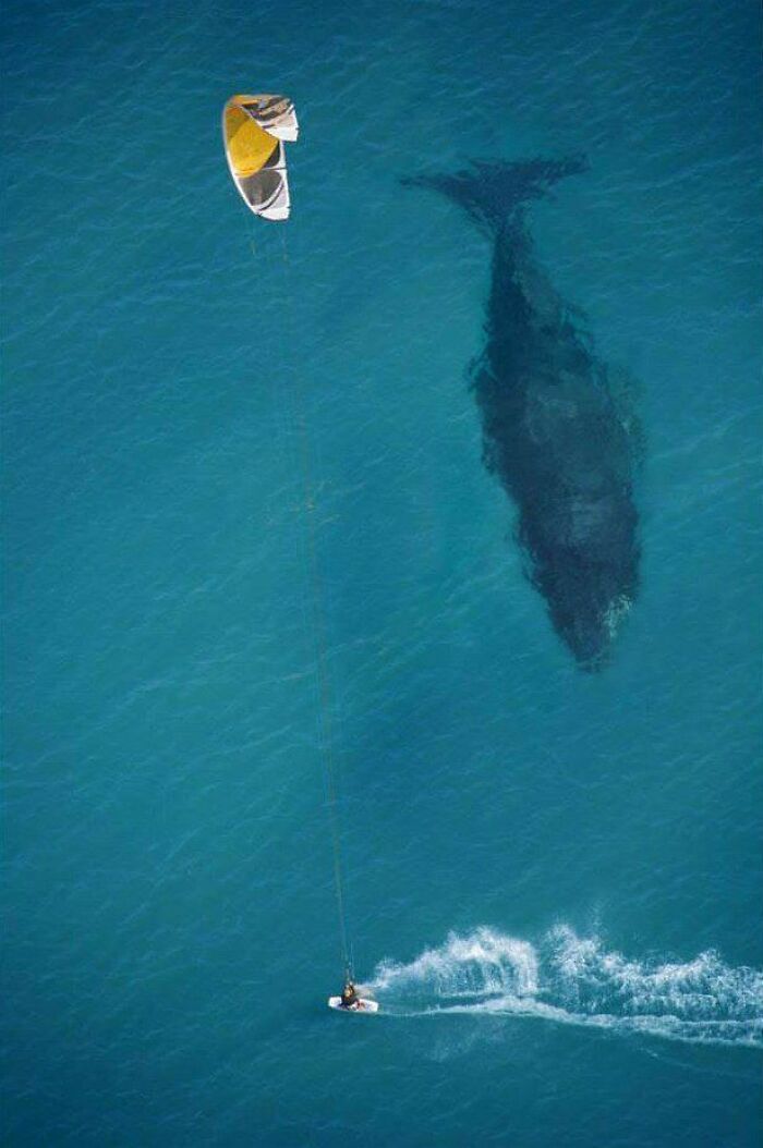 Kite surfer gliding near giant whale in deep ocean