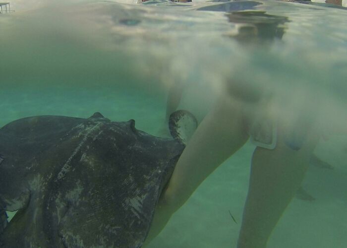 Stingray close to swimmer's legs in shallow ocean water