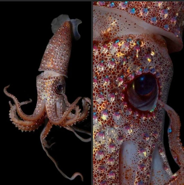 Close-up of colorful deep-water squid showing texture and eye