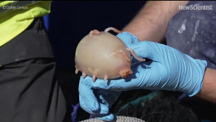 Researchers holding rare deep-water blobfish with gloves
