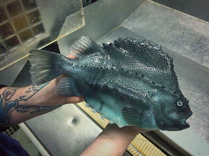 Spiky deep-water fish held by person with tattooed arm