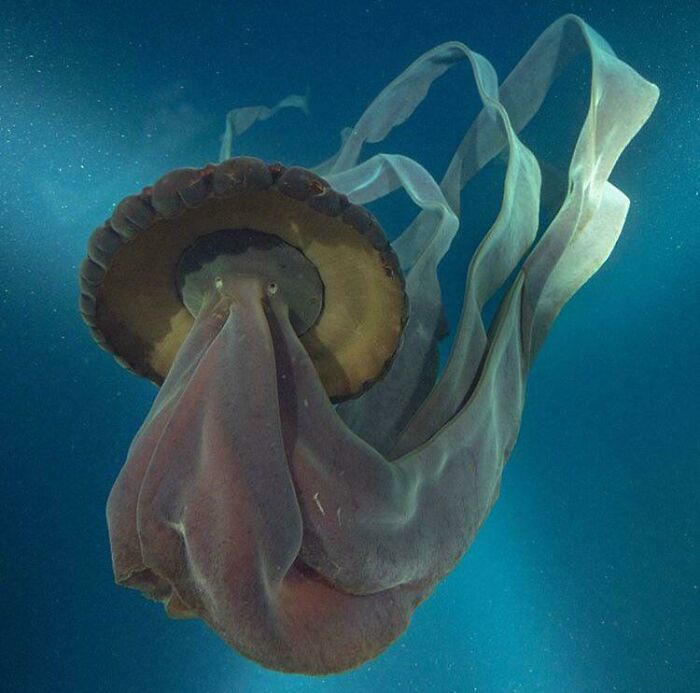 Creepy deep-water jellyfish with long flowing tentacles