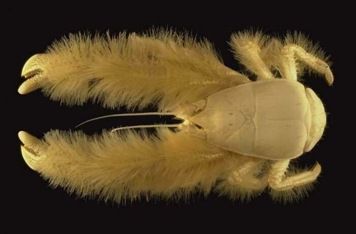 Deep-water hairy lobster with fuzzy claws on black background