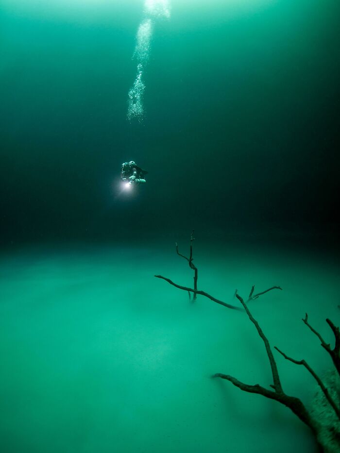Scuba diver illuminating deep underwater scene with eerie sunken tree branches