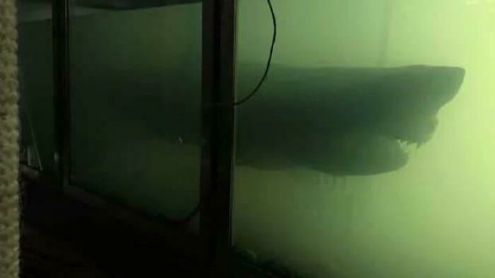 Creepy deep-water photo of a large shark silhouette behind a glass panel underwater