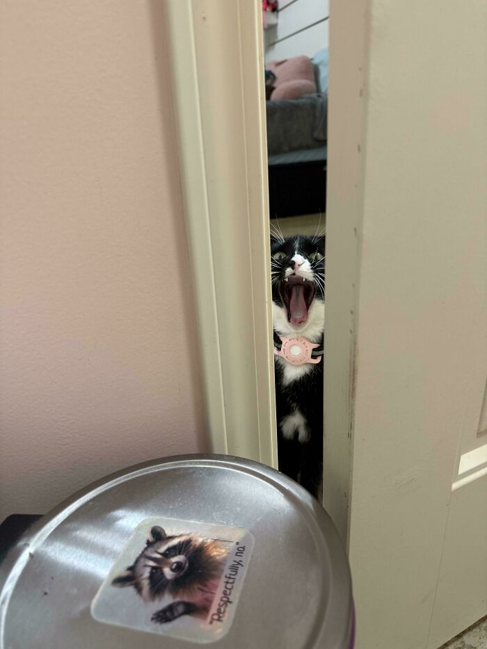 Black and white cat meowing behind a partially open door