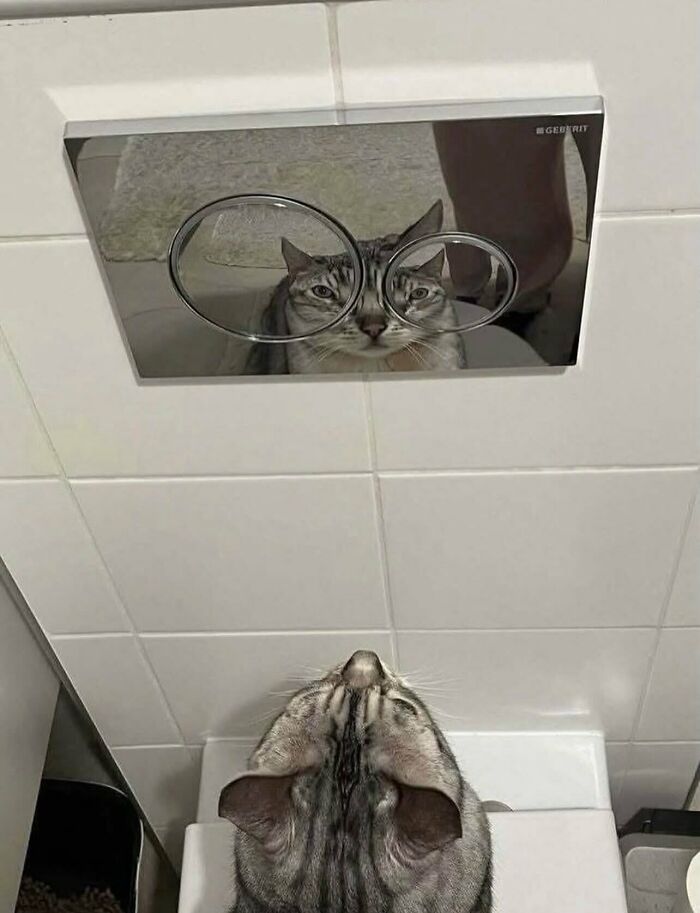 Weird and funny photo of a cat looking at flush buttons that make its eyes appear huge in the reflection.