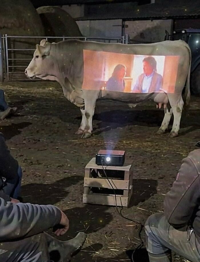 Weird and funny photo of a movie projected directly onto the side of a cow in a barn.