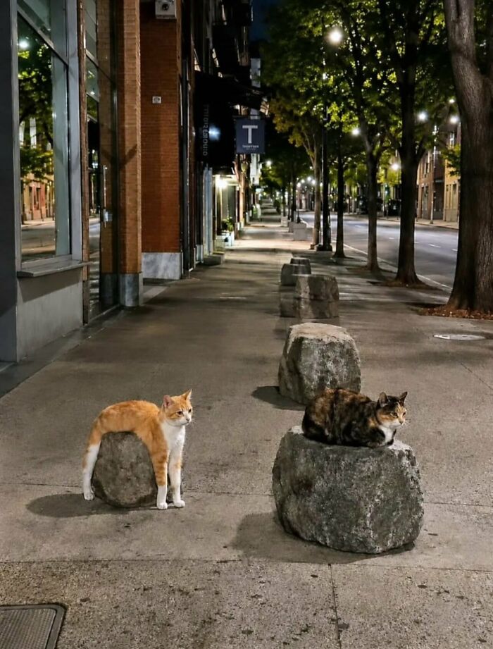Weird and funny photo of two cats resting on concrete bollards on a city sidewalk at night.