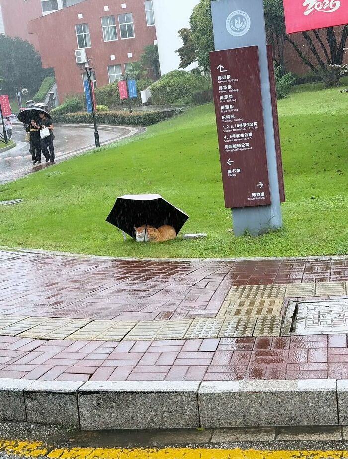 Two cute stray cats taking shelter under an umbrella on the grass in a weird and funny scene