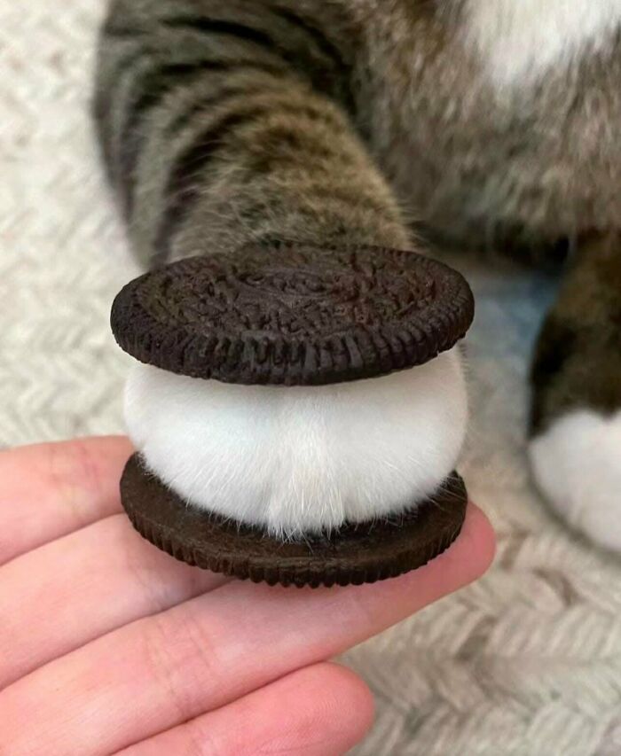 Cat paw sandwiched between cookie wafers, creating a weird and funny photo.