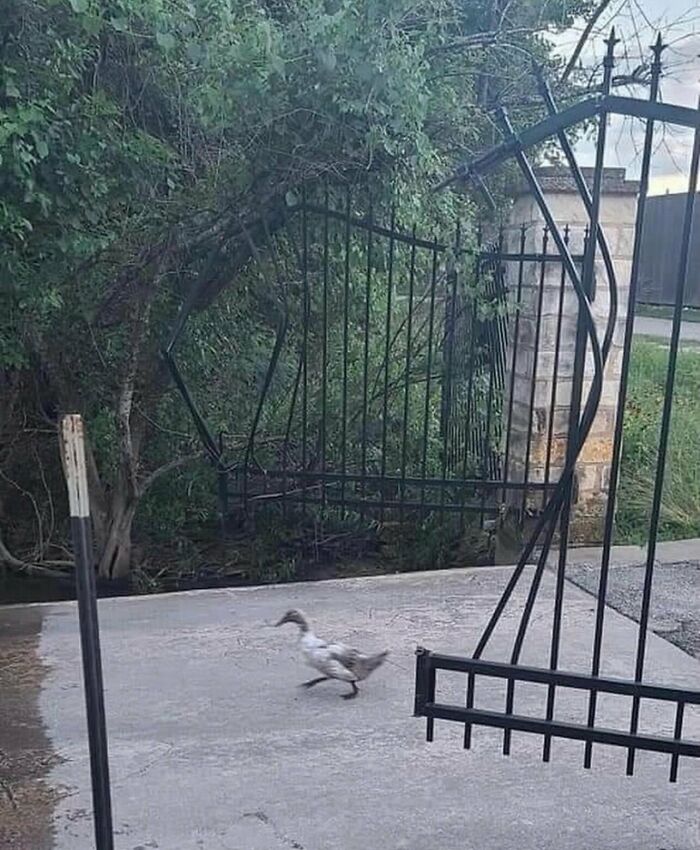 A duck walking past a bent metal gate on a driveway, featured in funny random photos.