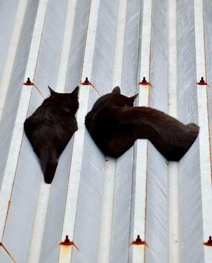 Two black cats resting on a corrugated roof featured in weird and funny photos.