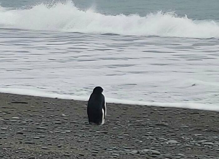 A lonely penguin standing on a pebble beach facing ocean waves, a weird and funny random photo.