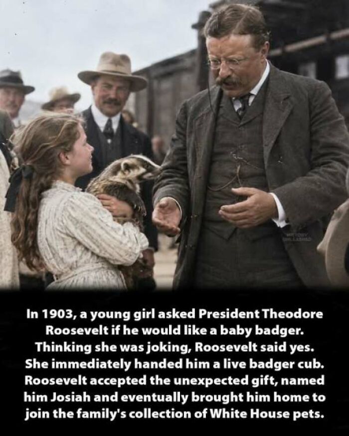 Theodore Roosevelt interacting with a young girl holding a badger in interesting history moments.