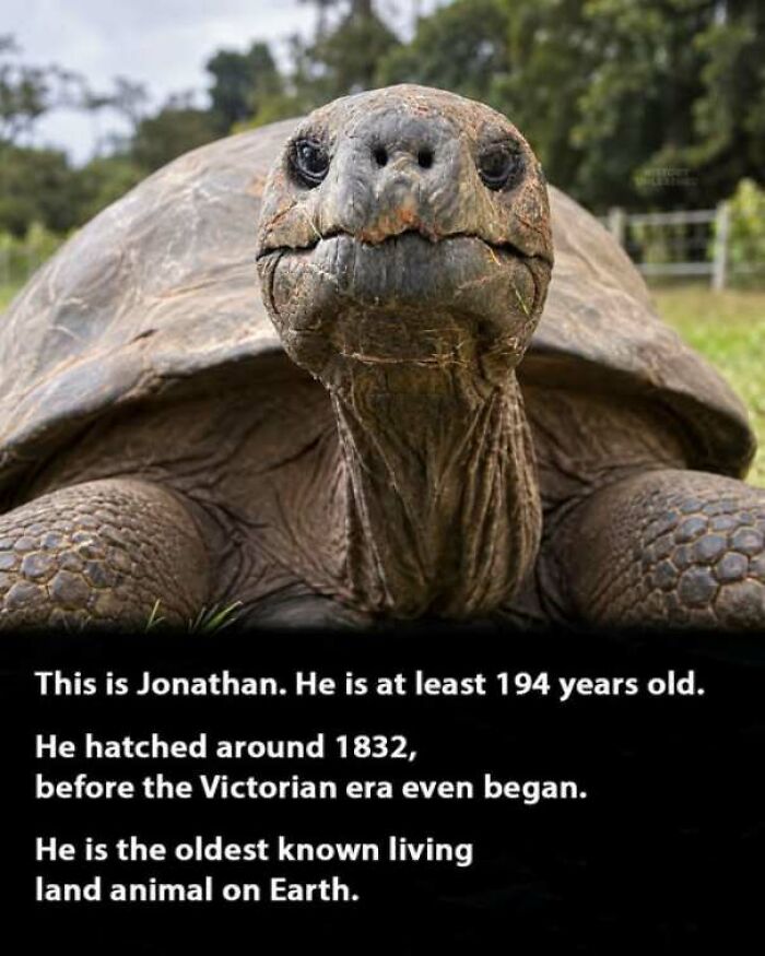 Close up of Jonathan the giant tortoise, the oldest living land animal, highlighting an interesting history moment.