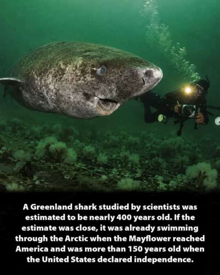 A scuba diver swimming near a massive Greenland shark underwater, a fascinating history moment.