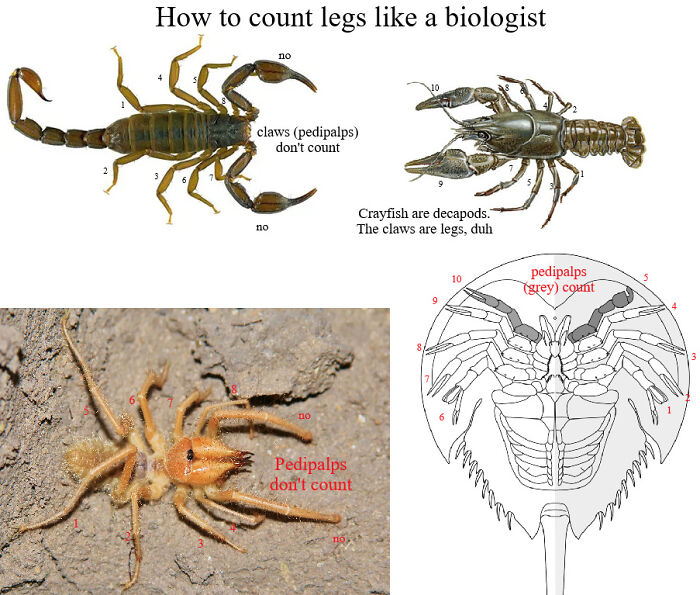 Diagram on how to count legs like a biologist with scorpion and crayfish