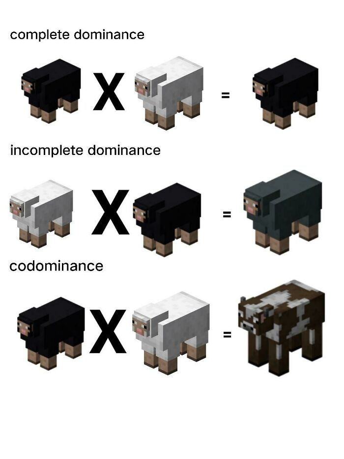 Biology meme illustrating complete dominance, incomplete dominance, and codominance with sheep
