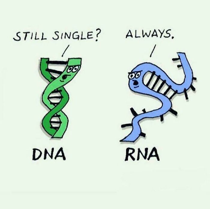Cartoon funny biology meme with DNA and RNA characters about being single