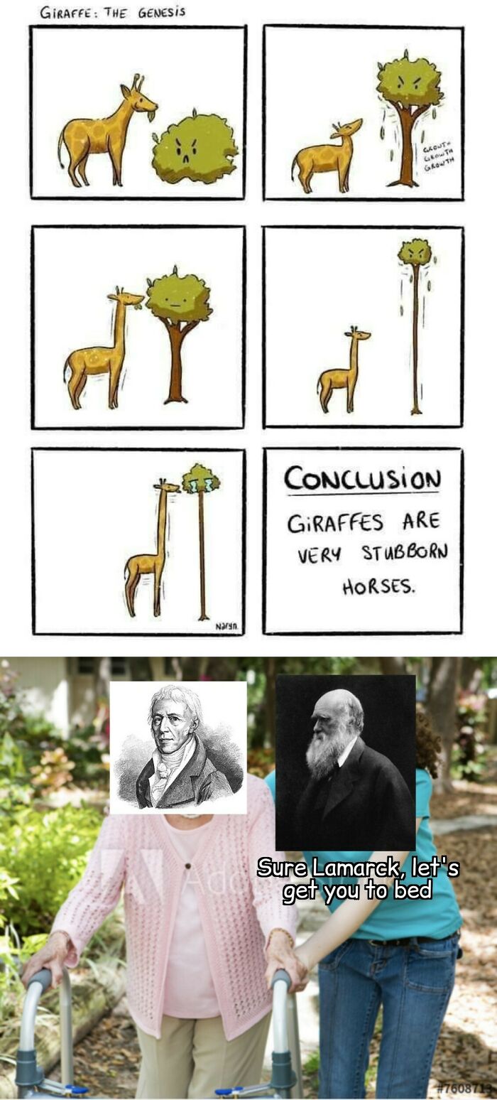 Funny biology meme showing giraffes evolving as stubborn horses with tall necks
