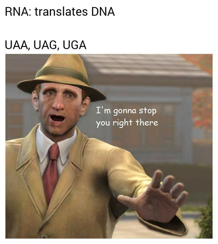 Funny biology meme about RNA translating DNA and stop codons UAA UAG UGA