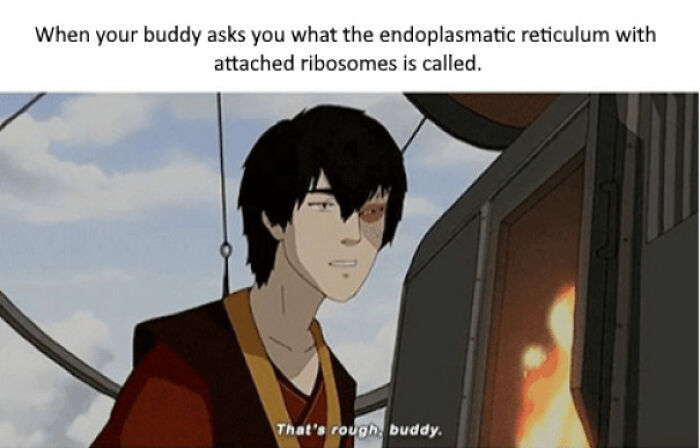 Anime character meme about rough endoplasmic reticulum with ribosomes in biology
