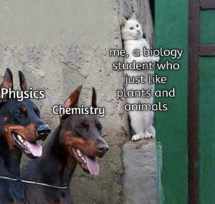Biology student meme with a cat hiding from physics and chemistry dogs